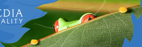 frog on leaf